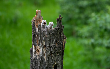 Obraz premium Great grey owl and its owlets in a nest