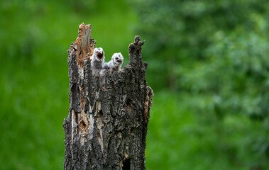 Great grey owl and its owlets in a nest