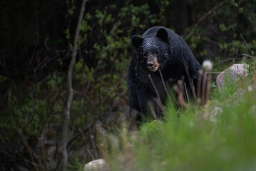Black bear in the Canadian wilderness
