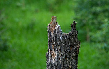 Obraz premium Great grey owl and its owlets in a nest