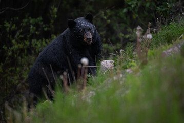 Black bear in the Canadian wilderness