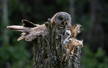 Great grey owl and its owlets in a nest