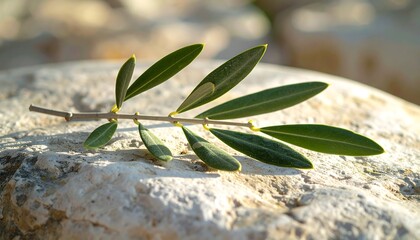 Olive branch resting on smooth stone surface, natural light