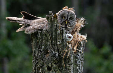 Great grey owl and its owlets in a nest