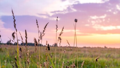 Obraz premium Soft breeze moving tall grass in open field, pastel sunrise sky