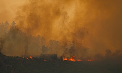Flames engulfing vegetation, creating a smoky haze over trees, highlighting the destructive power of nature