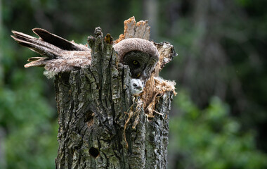 Great grey owl and its owlets in a nest