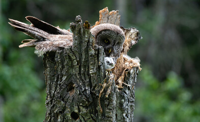 Great grey owl and its owlets in a nest