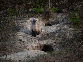 Red fox kits at their den