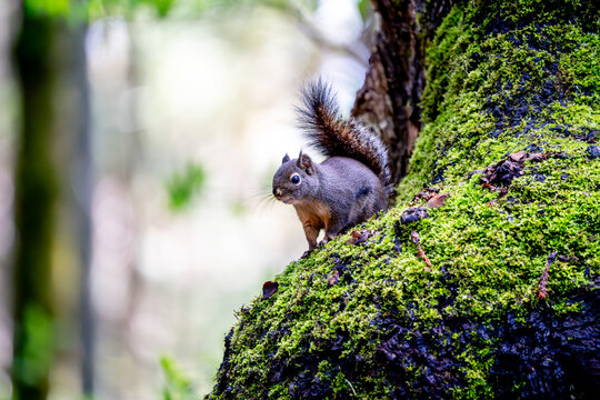 Chambers Bay Wildlife