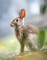 wild rabbit in the grass