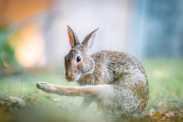 wild rabbit stretching its leg