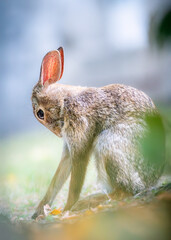 wild rabbit stretching