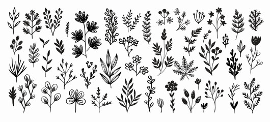 Hand Drawn Botanical Illustrations: 30+ Black and White Floral Elements