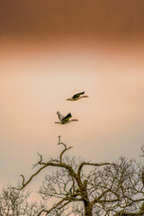 Grace in Flight: A Pair of Geese Over Winter Trees