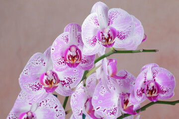 Pink and White Phalaenopsis Orchids in Bloom
