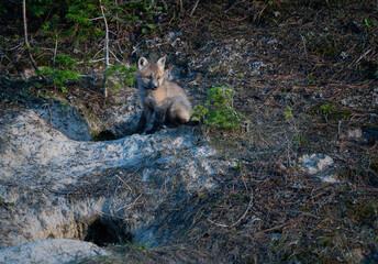 Red fox kit by its den hole