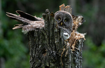 Great grey owl on a nest with its young