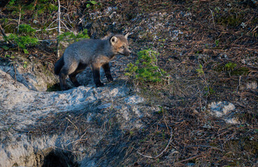 Red fox kit in Alberta, Canada
