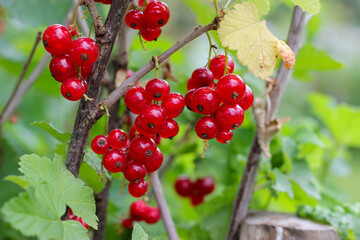Red currants on green background. Branch of ripe red currant in a garden. Fresh red currants in the garden. Vibrant currant close up