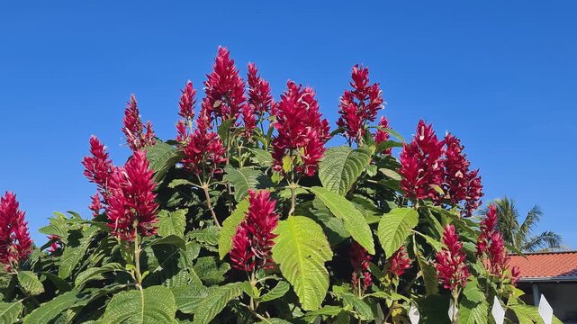 Megaskepasma erythrochlamys, beautiful red flowers in the garden Capota, Justi&ccedil;a, Justicia Vermelha a rare exotic plant that attracts hummingbirds.