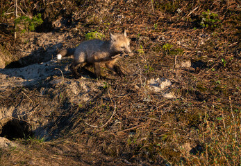 Red fox kit at its den in Canada