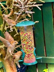bird on feeder