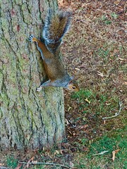 Squirrel old tree trunk