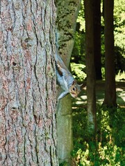 squirrel on tree