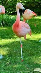 flamingo in the zoo