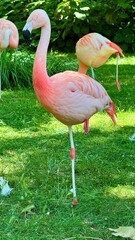 flamingo in the zoo