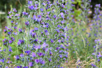 Obraz premium Blue flowers in the field. Blueweed flowering. Colorful natural flower meadows landscape. Flowering viper's bugloss, Echium vulgare. Echium euphorbia ordinaryum.