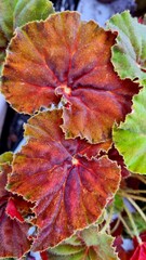 Autumn frame with colorful autumn begonia leaves, beautifully shaped leaves, top view. Bright red leaves Happy Autumn with greeting card on leaf background.