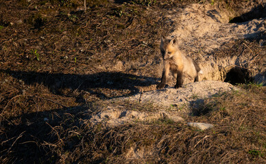 Red fox kits at their den in the wild