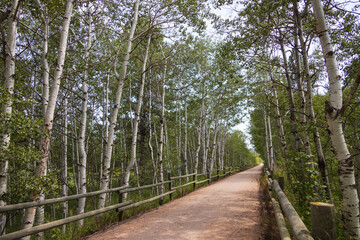 Aspen tunnel on The George S. Mickelson Trail, South Dakota