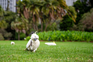 Wild cockatoos foraging at the botanical gardens of Sydney, Australia