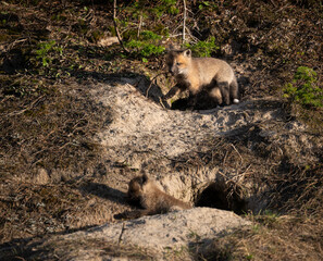 Naklejka premium Red fox kits at their den in the wild