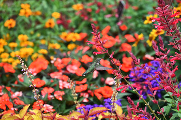 Ruby-throated hummingbird in the midst of colorful flowers garden