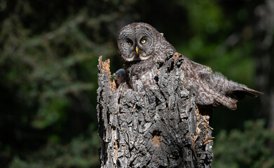 Great grey owl on a nest with its young