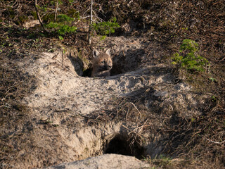 Red fox kits at their den in the wild