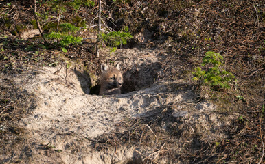 Red fox kits at their den in the wild