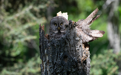 Great grey owl on a nest with its young