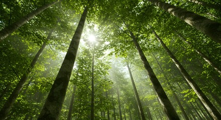 Tall forest trees reaching skyward with bright sunlight filtering through dense green canopy in natural woodland setting