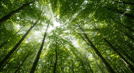 Sunlight streaming through green forest canopy from below looking up at tall deciduous trees with bright sun rays