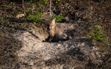 Red fox kits in the Canadian wilderness in the spring