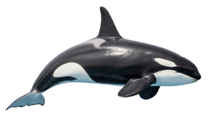 Isolated Orca Whale