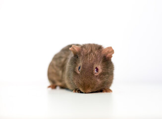 A young pet American Guinea Pig