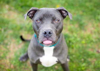 A Pit Bull Terrier mixed breed dog sticking its tongue out