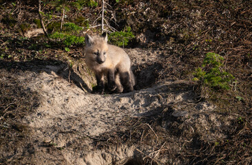 Red fox kits in the Canadian wilderness in the spring