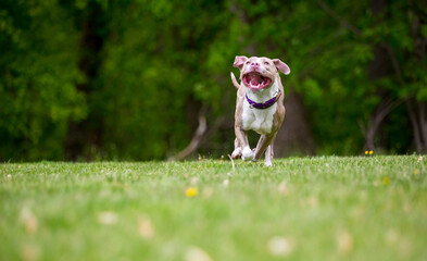 A Pit Bull Terrier mixed breed dog running outdoors